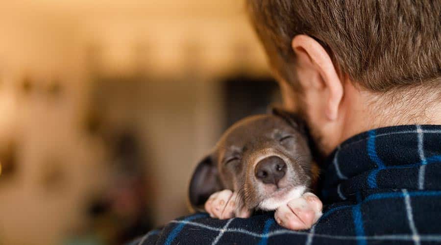 puppy sleeping on human shoulder